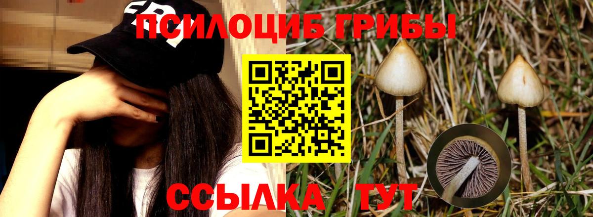 Галлюциногенные грибы Cubensis Воронеж